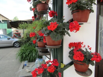 Porodična farma muznih krava Mužlai