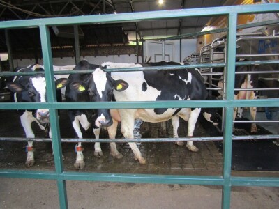 Porodična farma muznih krava Mužlai