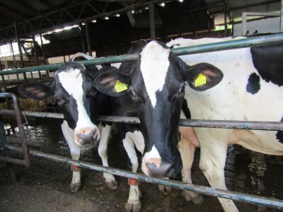 Porodična farma muznih krava Mužlai