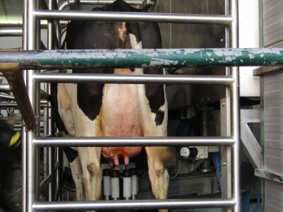 Porodična farma muznih krava Mužlai