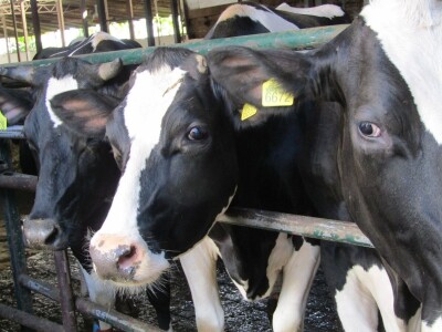 Porodična farma muznih krava Mužlai