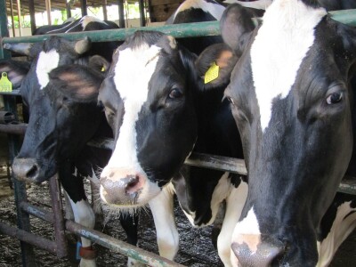 Porodična farma muznih krava Mužlai