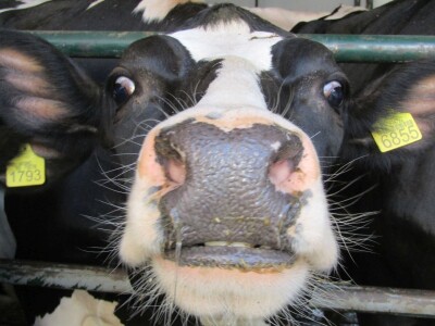 Porodična farma muznih krava Mužlai