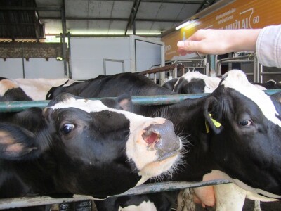 Porodična farma muznih krava Mužlai