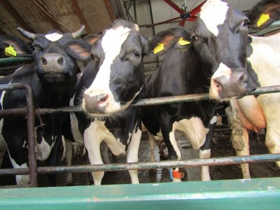 Porodična farma muznih krava Mužlai