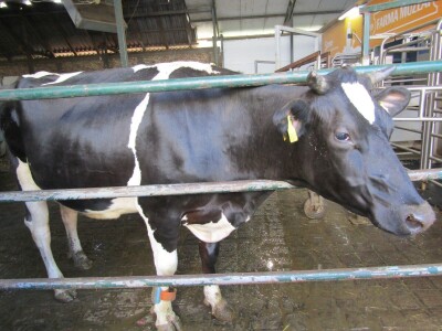 Porodična farma muznih krava Mužlai