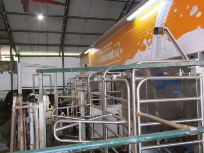 Porodična farma muznih krava Mužlai