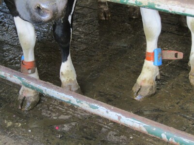 Porodična farma muznih krava Mužlai