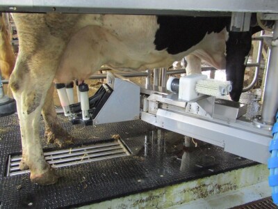 Porodična farma muznih krava Mužlai