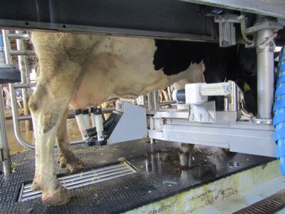 Porodična farma muznih krava Mužlai