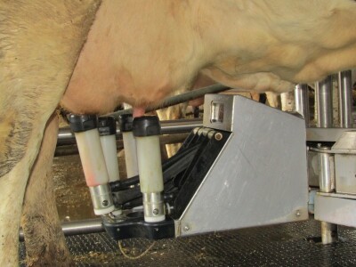 Porodična farma muznih krava Mužlai