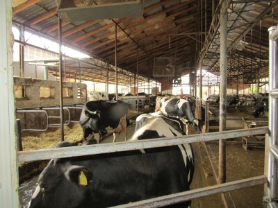 Porodična farma muznih krava Mužlai