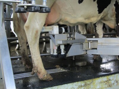 Porodična farma muznih krava Mužlai