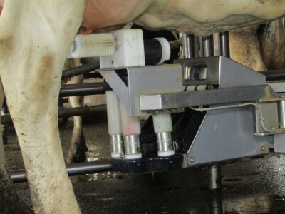 Porodična farma muznih krava Mužlai