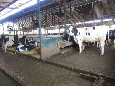 Porodična farma muznih krava Mužlai