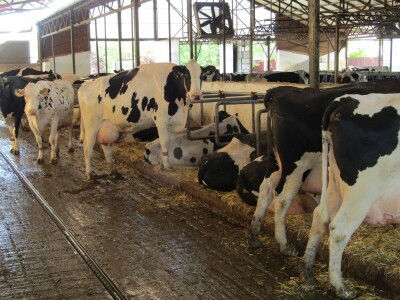 Porodična farma muznih krava Mužlai