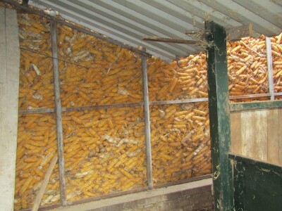 Porodična farma muznih krava Mužlai