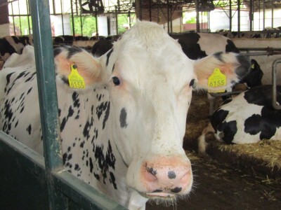 Porodična farma muznih krava Mužlai