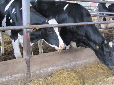 Porodična farma muznih krava Mužlai