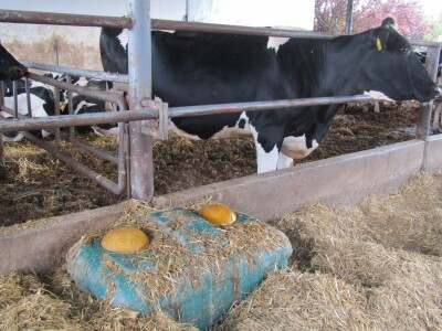 Porodična farma muznih krava Mužlai