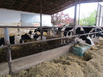 Porodična farma muznih krava Mužlai