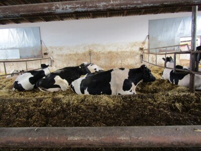 Porodična farma muznih krava Mužlai