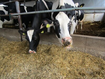 Porodična farma muznih krava Mužlai