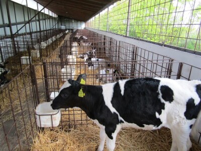 Porodična farma muznih krava Mužlai