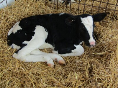 Porodična farma muznih krava Mužlai