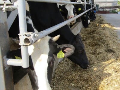 Porodična farma muznih krava Mužlai