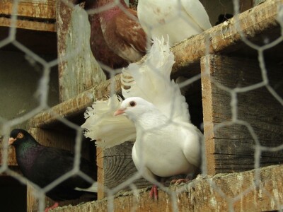 Porodična farma muznih krava Mužlai