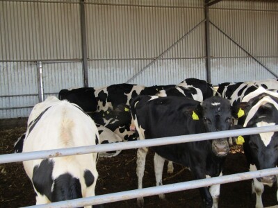 Porodična farma muznih krava Mužlai