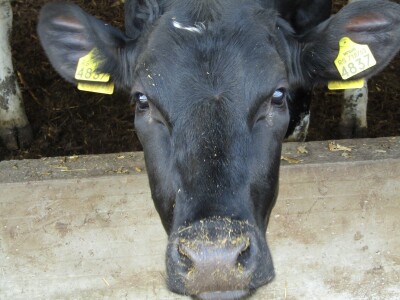 Porodična farma muznih krava Mužlai