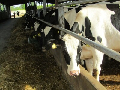 Porodična farma muznih krava Mužlai