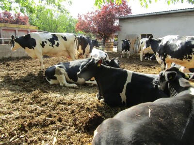 Porodična farma muznih krava Mužlai