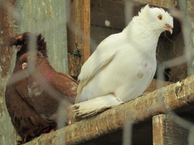 Porodična farma muznih krava Mužlai