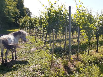 Porodična vinarija, okosnica seoskog turizma Porodična vinarija, okosnica seoskog turizma