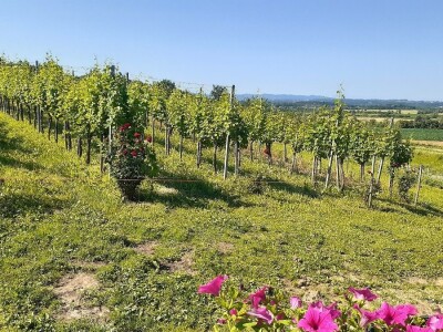 Porodična vinarija, okosnica seoskog turizma Porodična vinarija, okosnica seoskog turizma