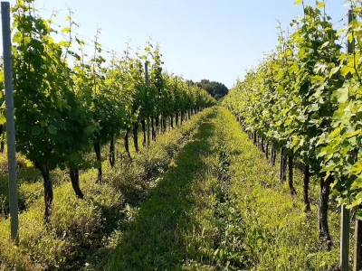 Porodična vinarija, okosnica seoskog turizma