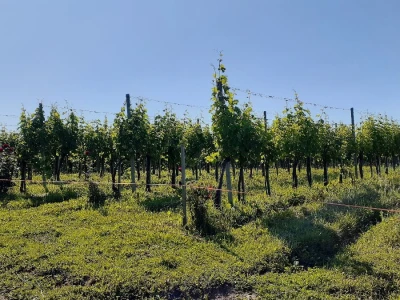 Porodična vinarija, okosnica seoskog turizma