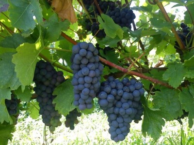 Zdrave i sočne bobe za kvalitetno vino