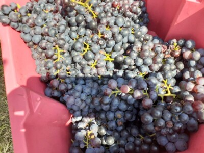 Portugizac Plešivica Portugizac Plešivica