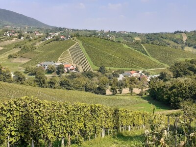 Portugizac Plešivica Portugizac Plešivica