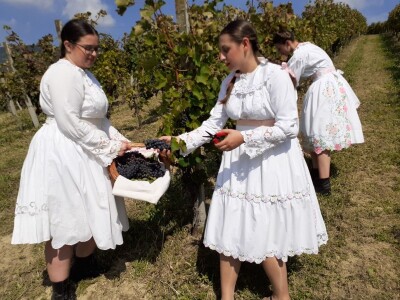 Portugizac Plešivica Portugizac Plešivica