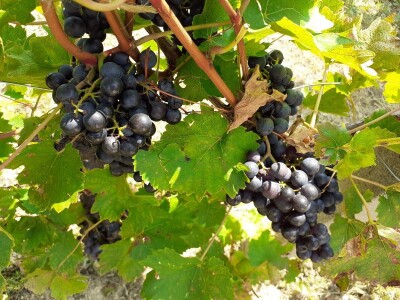 Portugizac Plešivica Portugizac Plešivica