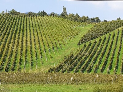 Portugizac Plešivica Portugizac Plešivica