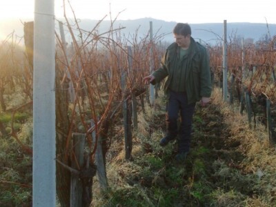 Zvonko Živković obilazi vinograd