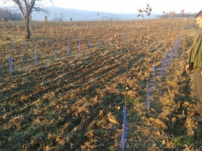 Cernička udruga posadila nasad jabuka