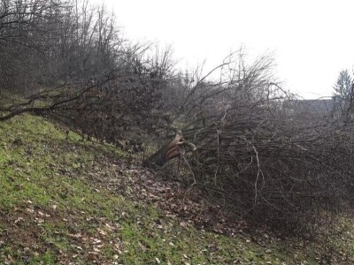 Porušeni voćnjaci Porušeni voćnjaci