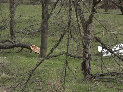 Porušeni voćnjaci Porušeni voćnjaci